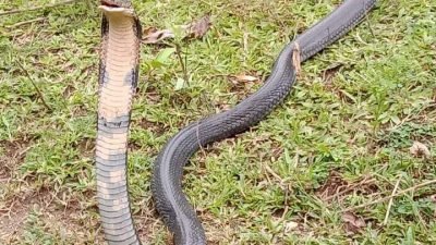 Menjajaki Musim Ular Bertelur, Ini Penjelasan BKSDA TNGHS