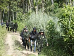BNN RI Musnahkan Ladang Ganja Seluas 1,2 Hektar Siap Panen di Aceh Utara