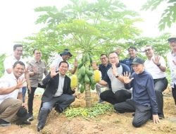 Pepaya Calina Produk Petani IPB University akan Tersedia di Tiap Gerai Indomaret Se-Kabupaten Bogor