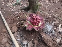 Heboh Penemuan Bunga Bangkai di Kebun Milik Warga Rumpin