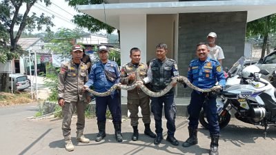 Hendak Memangsa Ayam Milik Warga Babakan Madang, Ular Sanca Sepanjang 3 Meter Diamankan Petugas