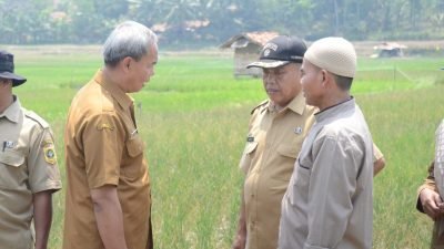 Distanhorbun Kabupaten Bogor Tangani Dampak Kekeringan Sektor Pertanian Melalui Jaminan AUTP