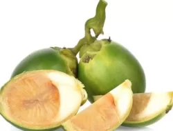 Inilah 10 Manfaat Buah Pinang untuk Kesehatan, Nomor 5 Khusus Pria