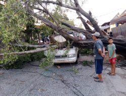 Pohon Tumbang Timpa Mobil Pick Up di Cileungsi, Pengemudi dan Kernet Alami Luka Ringan