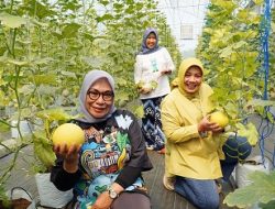 Di Made Fresh, Pengunjung Bisa Menikmati Petik Buah Melon Langsung dari Pohonnya, Disini Tempatnya