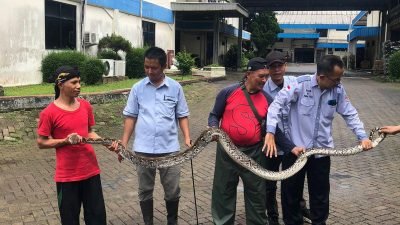 Ular Piton Sepanjang 3 Meter Hebohkan Karyawan PT Honoris Industty, Berhasil Ditangkap Pawang