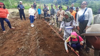 Manfaatkan Lahan Tidak Produktif, Gapoktan Tumaritis Desa Cijeruk Bertanam Kacang Koro