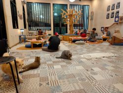Pertama di Cibinong!! Gemuyu Caffe & Cats Hadirkan Sensasi Berbeda, Nikmati Kopi Sambil Ditemani Kucing