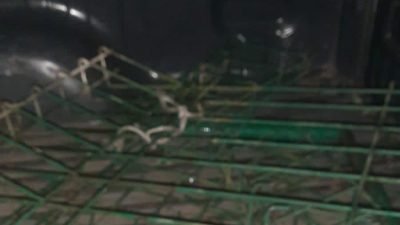 Polsek Parung Bekuk Pencuri 8 Pagar Milik Pemandian Air Panas Tirta Sayaga