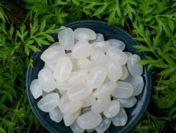 Ini Dia 5 Manfaat Kolang Kaling Bagi Kesehatan