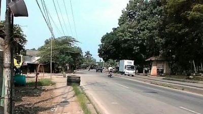 Membahayakan Pengendara, Warga Minta Pohon di Jalan Kemang-Parung Dipangkas