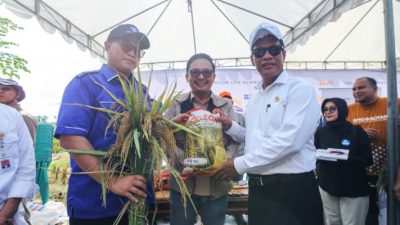 IPB Luncurkan Benih Padi Cerdas Iklim 9G, Ramah Lingkungan