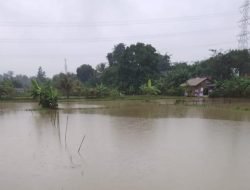 Hujan Deras Sebabkan Kali Cibeuteung Babakan Meluap, Puluhan Tambak Ikan Warga Terendam Banjir