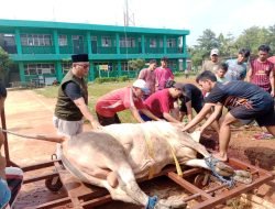 Idul Adha 1445 Hijriah, PAC LDII Desa Gunung Putri Tebar 66 Hewan Qurban