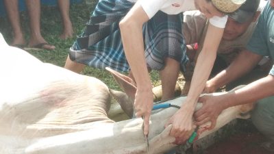 Idul Adha 1445 H PWI Kabupaten Bogor Sembelih Hewan Kurban 2 Ekor Sapi dan 6 Kambing