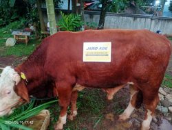 Lewat Sahaja Tajurhalang, Jaro Ade Kurban Sapi Seberat 800 Kg untuk Warga