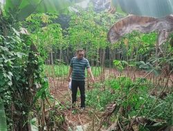 Aniaya dan Hampir Perkosa Wanita saat Lari Pagi di Kebun Singkong, Polsek Parung Buru OTK Cabul