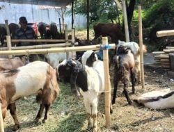 H-3 Idul Adha 2024, Penjual Hewan Kurban di Kemang Bogor Masih Sepi Pembeli