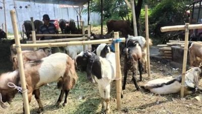 H-3 Idul Adha 2024, Penjual Hewan Kurban di Kemang Bogor Masih Sepi Pembeli