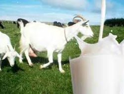 Catat! Inilah 5 Manfaat Susu Kambing Etawa Bagi Kesehatan