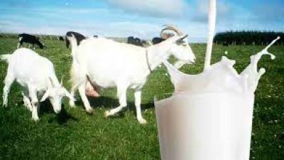 Catat! Inilah 5 Manfaat Susu Kambing Etawa Bagi Kesehatan