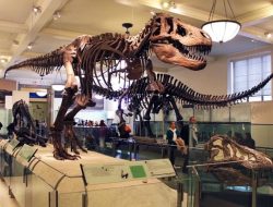Lagi Cari Wisata Edukatif, ke Museum Zoologi Bogor Aja, Dapat Menambah Wawasan Loh
