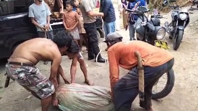 Diseruduk Babi Hutan, Dua Warga Sukamakmur Alami Luka Robek di Kaki