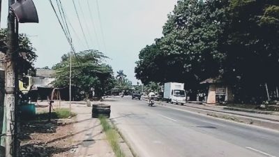 Cuaca Ekstrem, Warga Minta Pohon Tua di Jalan Kemang-Parung Dipangkas