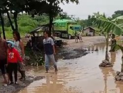 Kesal Karena Rusak Parah dan Berkubang, Warga Tanam Pohon Pisang di Jalan Raya Asmawi Gunungsindur