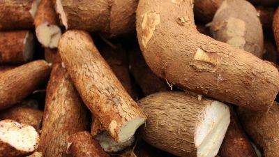 Tak Melulu Manfaat Sehat, Ternyata Singkong Menyimpan Bahaya bagi Kesehatan, Cek Disini!