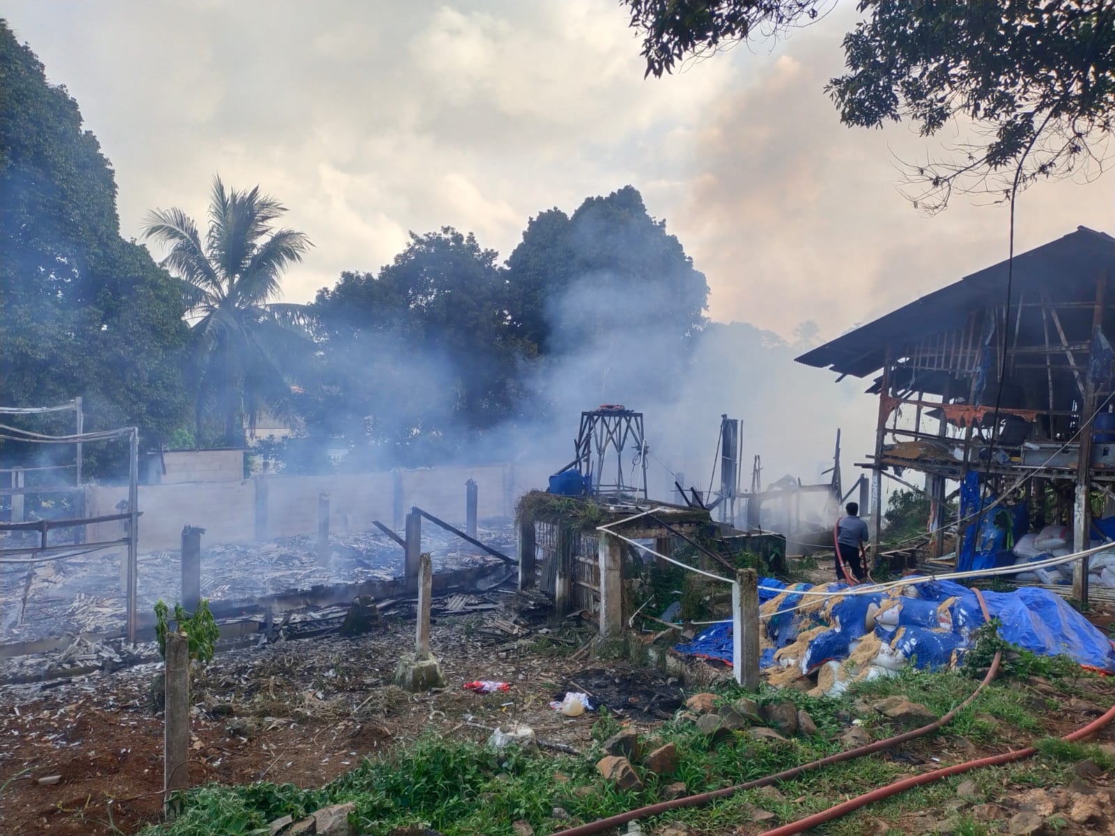 Hari Pertama Tahun 2025, Ribuan Ayam Terpanggang Si Jago Merah di Babakan Ciseeng