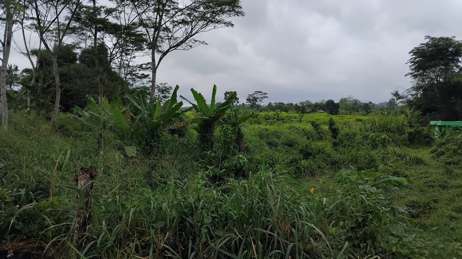 Lahan Jalur Tambang di Bogor Barat Mulai Dipenuhi Rumput Liar