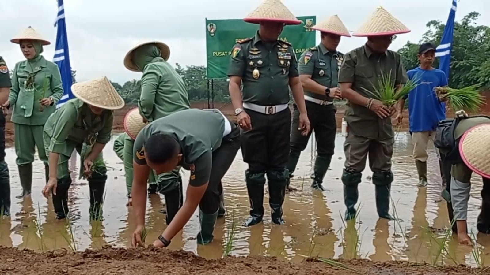 Puspomad Tanam Padi hingga Sayuran Organik Seluas 5,5 Hektar di Cileungsi, Dukung Swasembada Pangan
