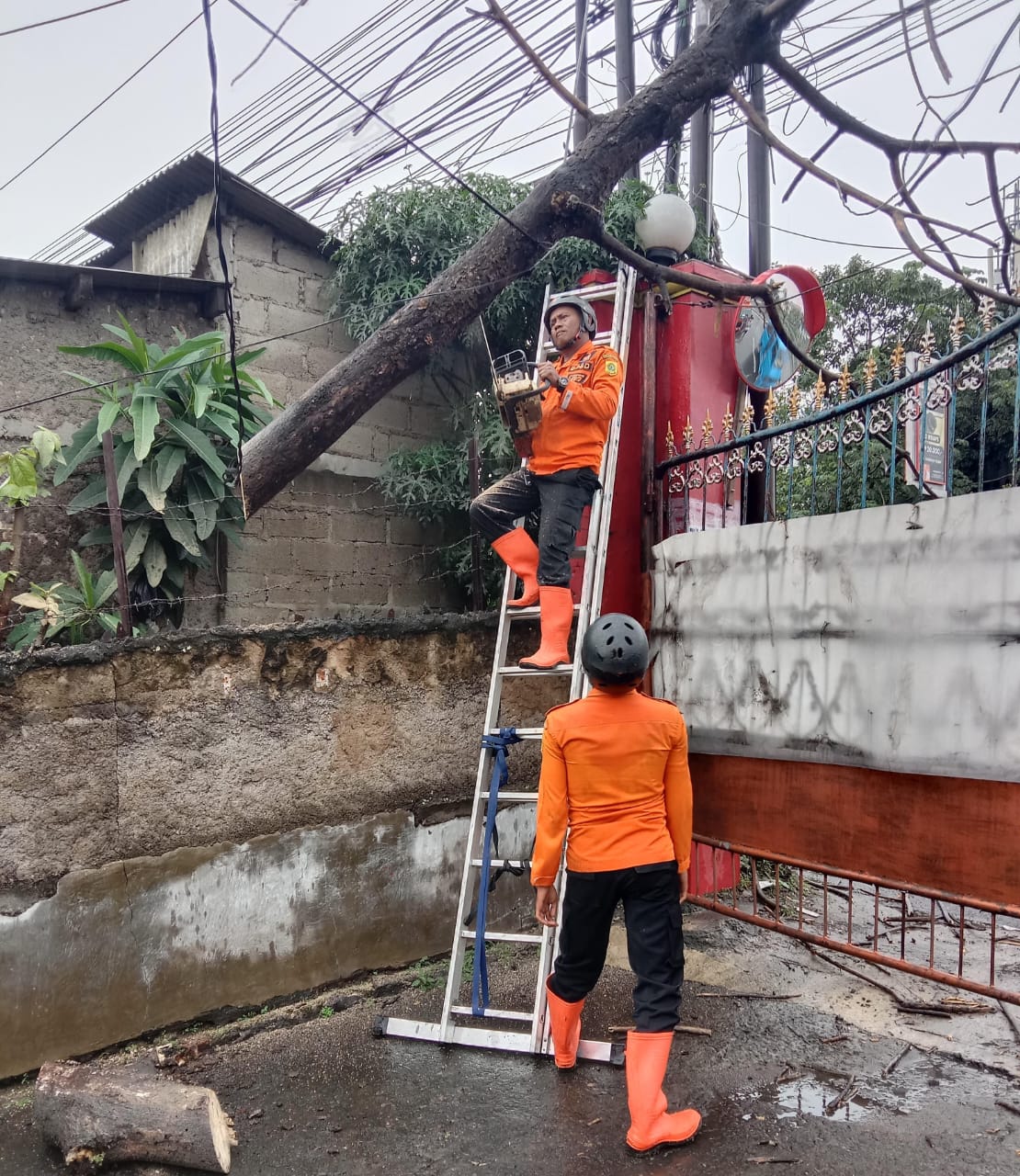 Imbas Angin Kencang, Pohon Tumbang Tutupi Akses Jalan di Cibinong
