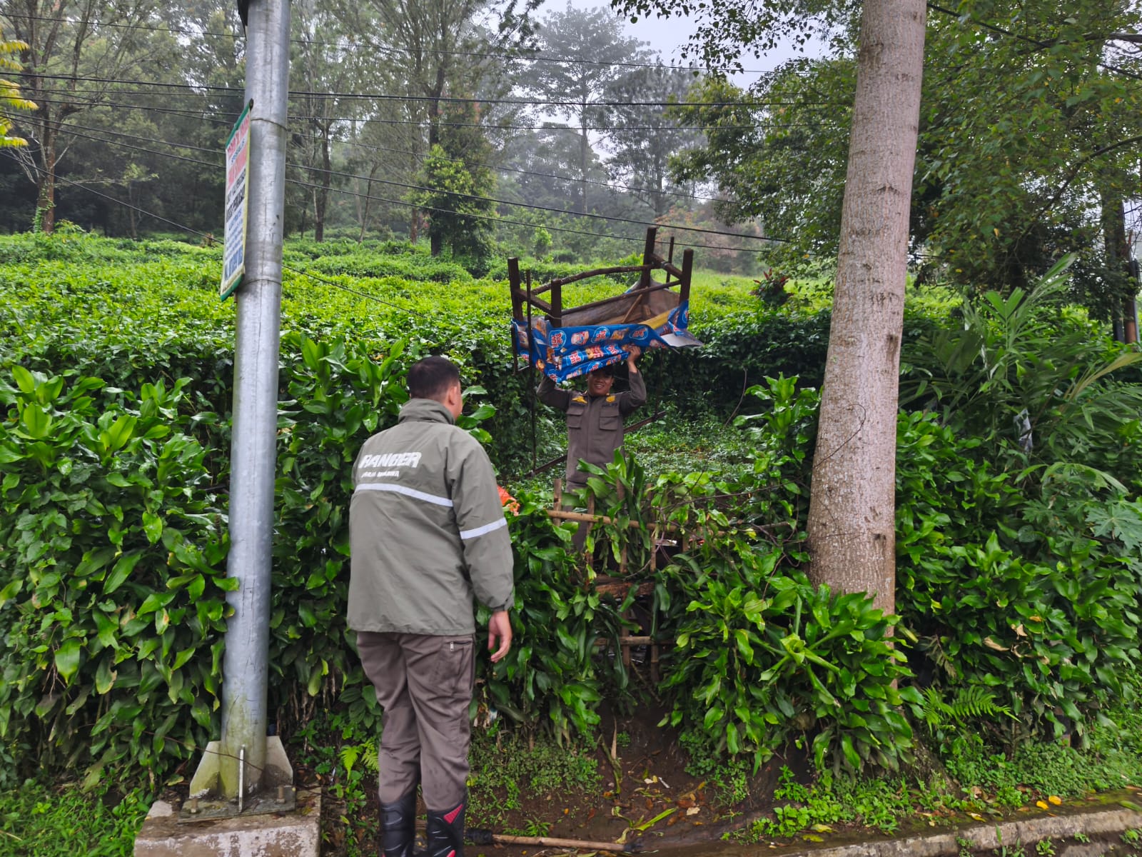 Satpol PP Bongkar 15 Lapak PKL yang Disembunyikan di Kebun Teh Cisarua Puncak