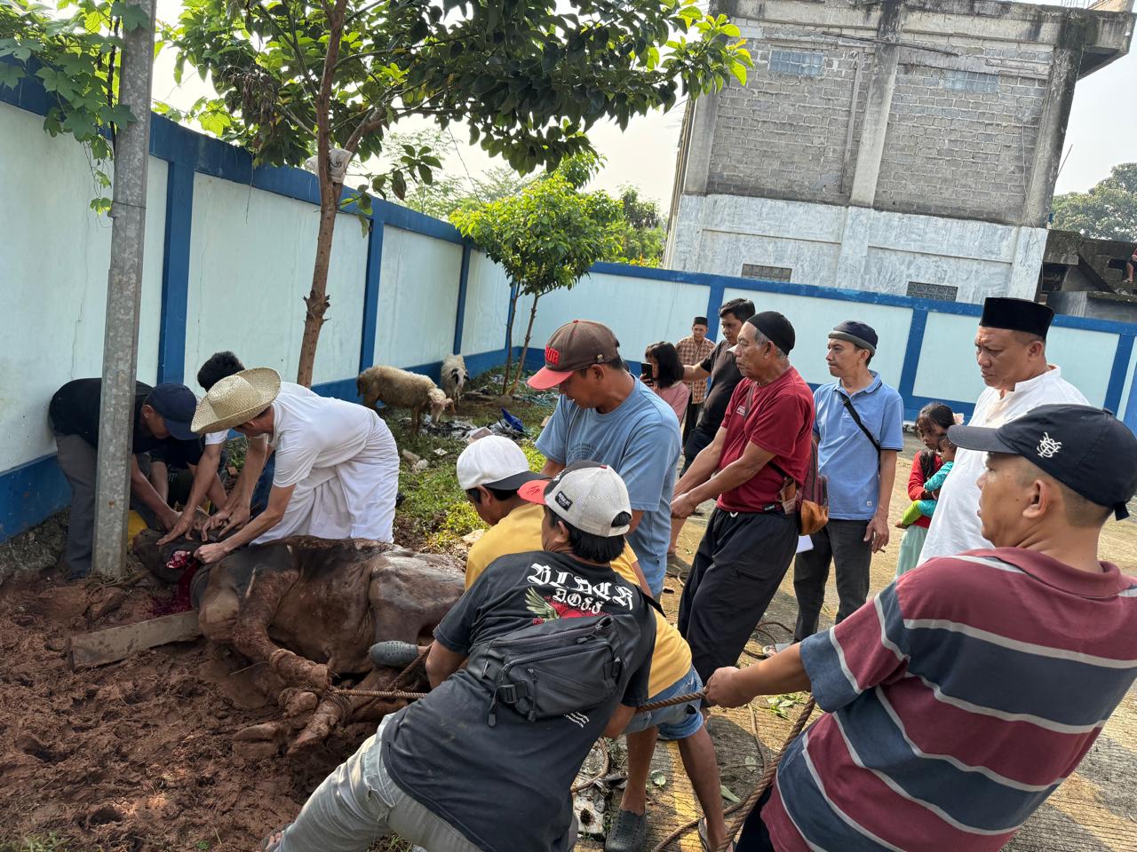 Idul Adha 1446 H, PWI Kabupaten Bogor Sembelih 1 Ekor Sapi dan 7 Ekor Kambing