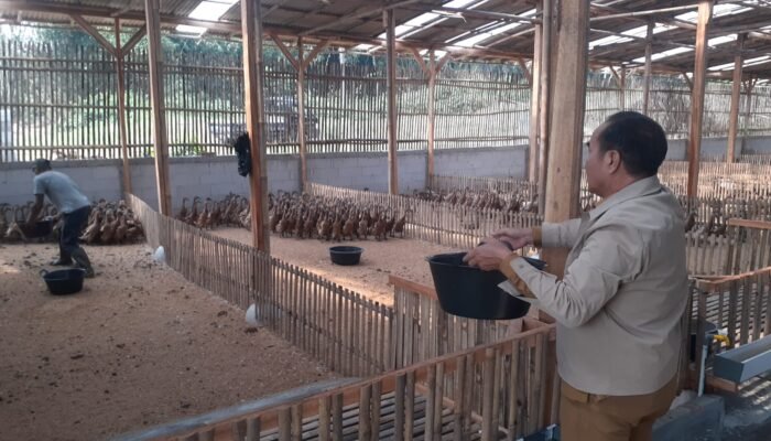 Berburu Bebek Petelur Sampai Indramayu, Ini Tujuan Ketapang 2025 Desa Kemang