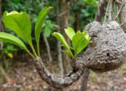 Ahli Biologi IPB Gali Keunikan Tumbuhan Sarang Semut, Flora Khas Penghuni Hutan Tropis