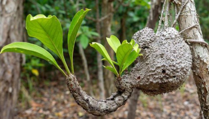 Ahli Biologi IPB Gali Keunikan Tumbuhan Sarang Semut, Flora Khas Penghuni Hutan Tropis