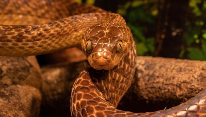 Pakar IPB University Ingatkan Bahaya Lepas Ular Peliharaan ke Alam