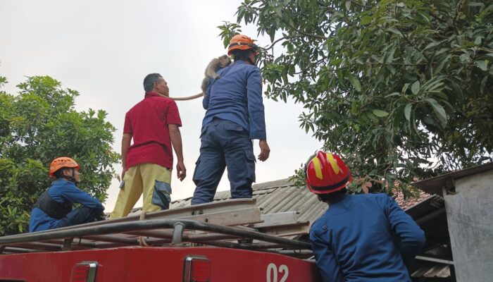 Meski Sudah Panggil Damkar, Kera yang Resahkan Warga Desa Bantarjati Belum Berhasil Dievakuasi