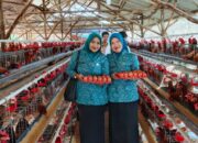 TP PKK Kecamatan Kemang Diajak Panen Telur Ayam di Desa Pondok Udik