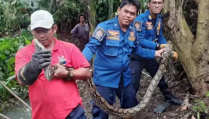 Sepanjang Januari-Agustus 2025, Damkar Evakuasi 300 Ular dan Biawak di Kabupaten Bogor