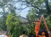 Gegara Angin Kencang, Dahan Pohon Angsana Patah Tutupi Akses Jalan Raya Cilebut