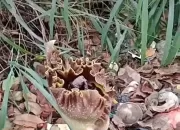 Warga Waru Jaya Parung Dihebohkan dengan Kemunculan Bunga Bangkai