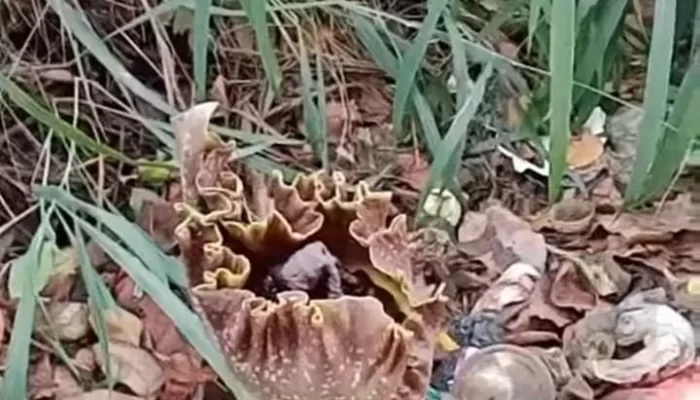 Warga Waru Jaya Parung Dihebohkan dengan Kemunculan Bunga Bangkai