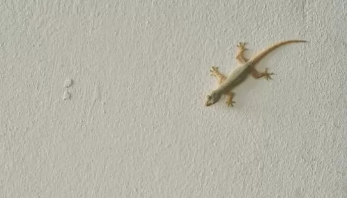 Cicak di Rumah Jadi Hewan Pengganggu? Pakar IPB University Ungkap Hal Ini