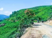 Bupati Rudy Susmanto Bakal Jadikan Perkebunan Teh di Malasari Sebagai Wisata Populer Indonesia