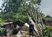 1 Orang Kesurupan Usai Pohon Kapuk Besar Tumbang Timpa 2 Bangunan di Citeureup