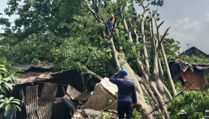 1 Orang Kesurupan Usai Pohon Kapuk Besar Tumbang Timpa 2 Bangunan di Citeureup
